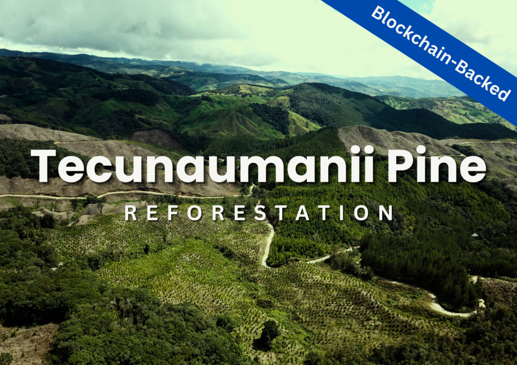 Carbon Offsetting through Tecunaumanii Pine Reforestation